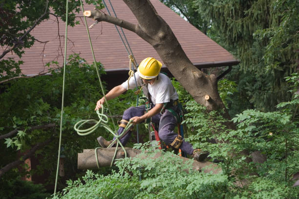 Professional Tree Services in Oak Ridge North, TX